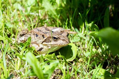 Close-up of frog on field