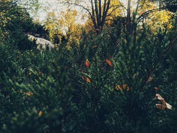 Close-up of plants growing on land