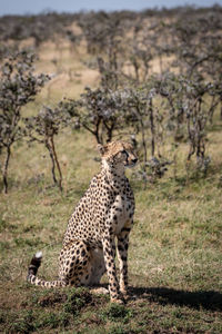 Cheetah sitting on field in zoo