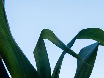 Low angle view of leaf against blue sky