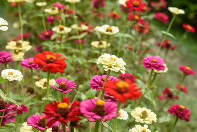 Close-up of purple flowering plants