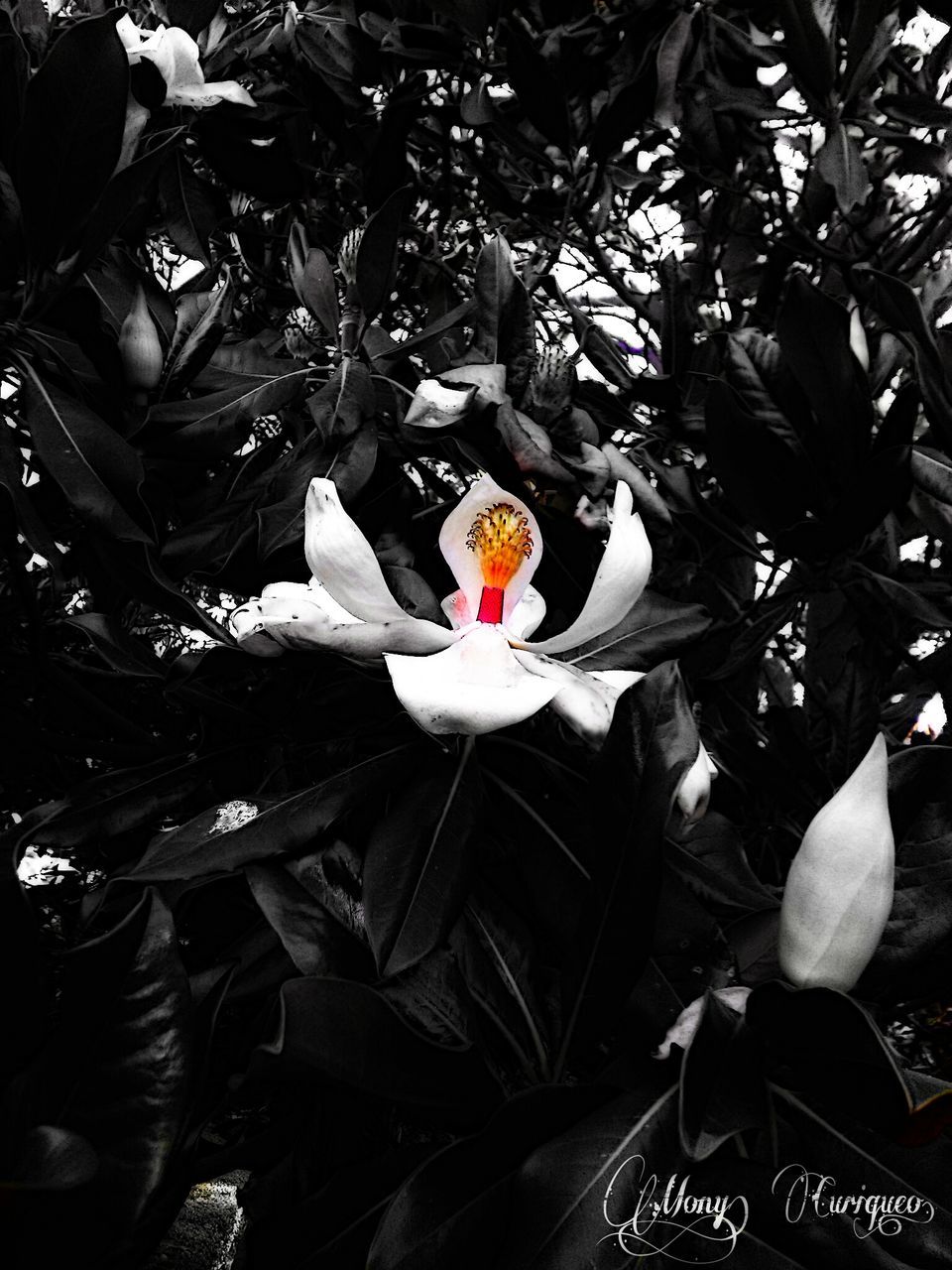 bird, leaf, flower, white color, growth, nature, close-up, plant, day, petal, no people, outdoors, animal themes, high angle view, focus on foreground, beauty in nature, flower head, freshness, red, animals in the wild