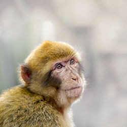 Close-up of monkey looking away outdoors