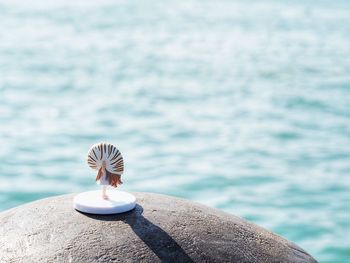 Close-up of butterfly on rock by sea