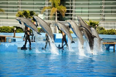 Dolphins playing in swimming pool