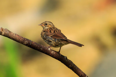 Close-up of bird perching on branch