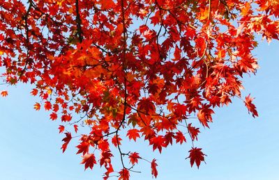 Low angle view of maple tree against sky