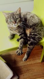 Portrait of cat sitting on table at home