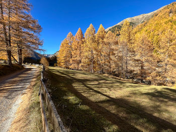 Footpath amidst trees against sky