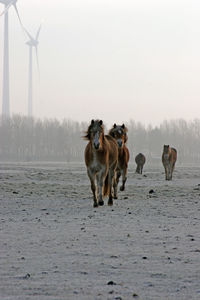 Horses on field against sky during winter