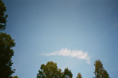 Low angle view of trees against sky