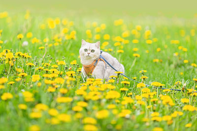 A white british cat, walks in the spring in a clearing, on the grass with yellow dandelions.