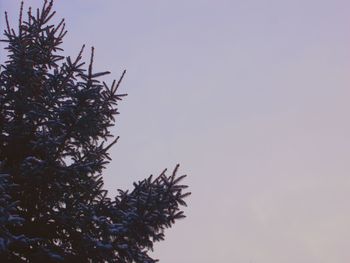 Low angle view of tree against sky during sunset during winter