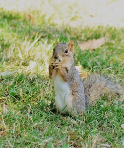 Squirrel on a field