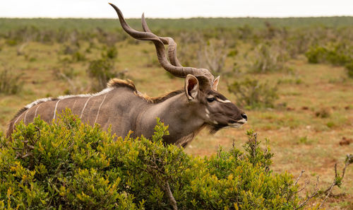 Greater strepsiceros kudu buck in the wild and savannah landscape of africa
