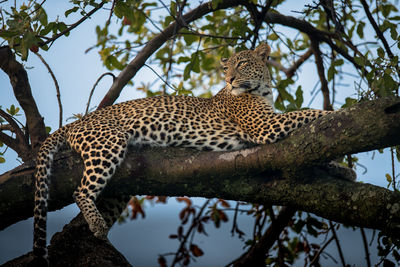 Low angle view of cat on tree branch