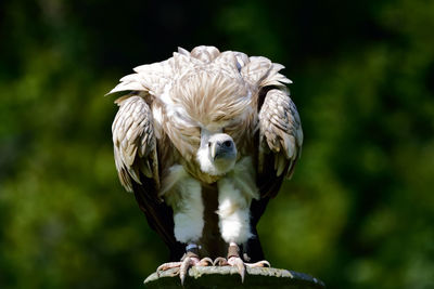 Close-up of vulture on metal