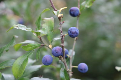 Close-up of berries growing on tree