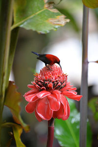 Close-up of honey bee on red flower