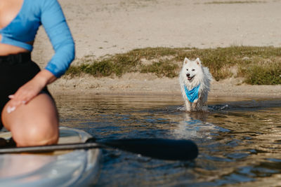 Japanese spitz following his owner in water on lake, unrecognisable woman paddleboarding with dog