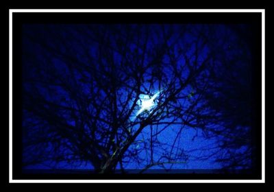 Low angle view of bare trees against blue sky