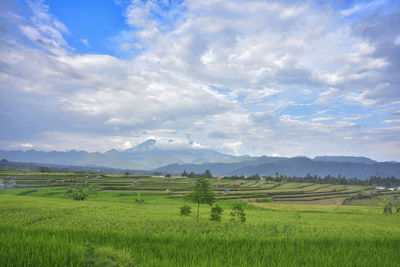 Scenic view of agricultural field against sky