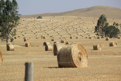 Scenic view of rural landscape