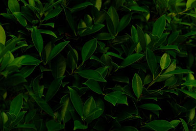 Full frame shot of fresh green plants