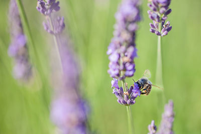 Close-up of butterfly pollinating on purple flowering plant