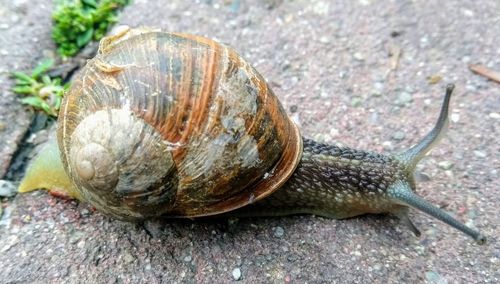 Close-up of snail on rock