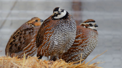Close-up of birds on snow covered land