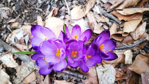 Close-up of purple crocus flowers