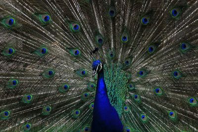 Full frame shot of peacock feathers