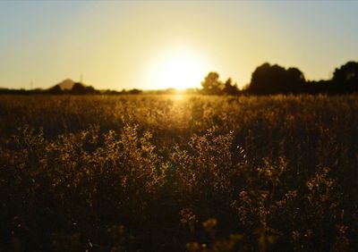 Scenic view of field against sky at sunset