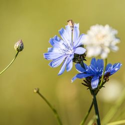 Close-up of insect on purple flowering plant