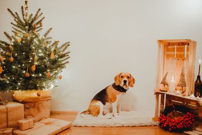 Dog looking at christmas tree