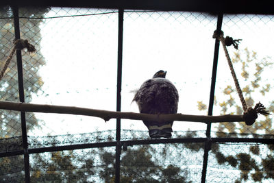 Bird perching in cage against sky