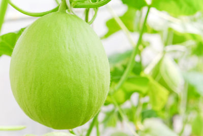 Close-up of cantaloupe growing on plant