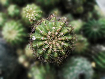 Close-up of plant against blurred background