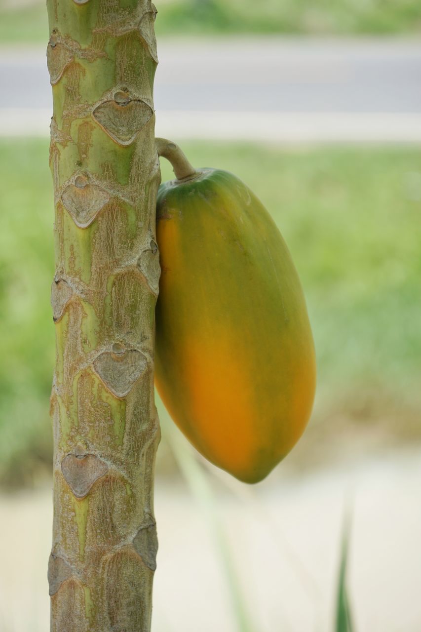 CLOSE-UP OF FRUIT ON TREE