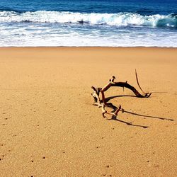 Driftwood on beach