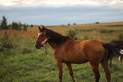 Horse standing on field against sky