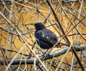 Close-up of bird perching on branch