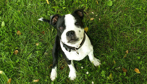 Dog walking on grassy field