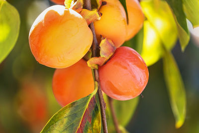 Close-up of oranges growing on tree