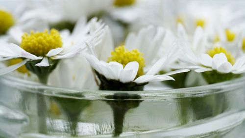 Close-up of white flowers