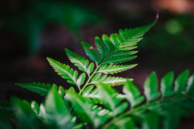 Close-up of plant leaves