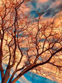 Low angle view of bare tree against sky during sunset