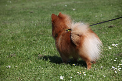 View of a rabbit on field