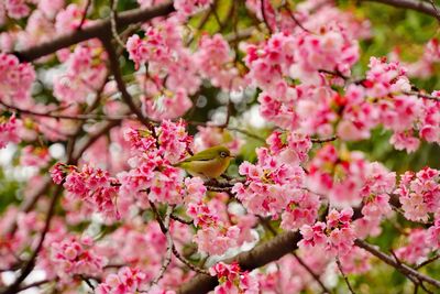 Pink flowers blooming on tree